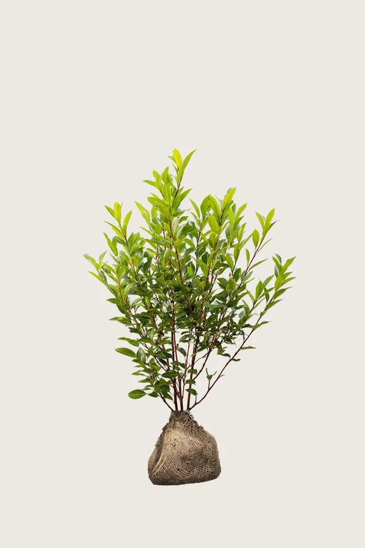 Laurbærkirsebær Otto-Luyken 60cm Outlet | Plantinavia