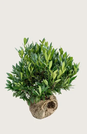 Laurbærkirsebær Otto-Luyken 40cm Vel forgrenet | Plantinavia