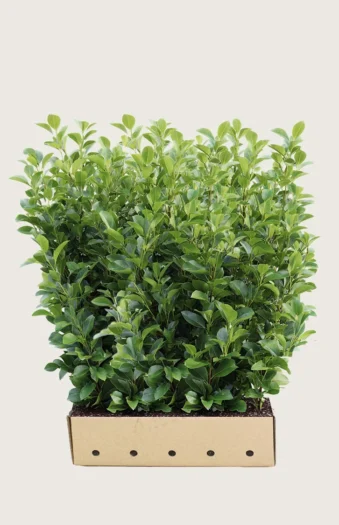 Laurbærkirsebær Rotundifolia 200cm Vel forgrenet | Plantinavia