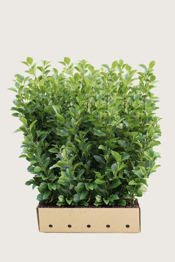 Laurbærkirsebær Rotundifolia 200cm Vel forgrenet | Plantinavia