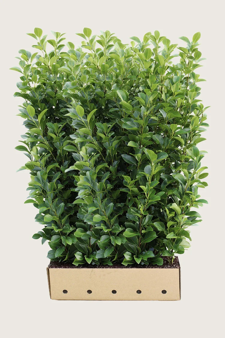 Laurbærkirsebær Rotundifolia 300cm Vel forgrenet | Plantinavia