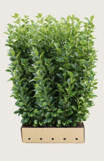 Laurbærkirsebær Rotundifolia 350cm Vel forgrenet | Plantinavia