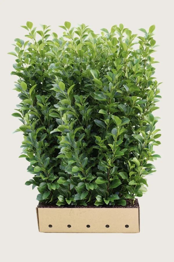 Laurbærkirsebær Rotundifolia 350cm Vel forgrenet | Plantinavia