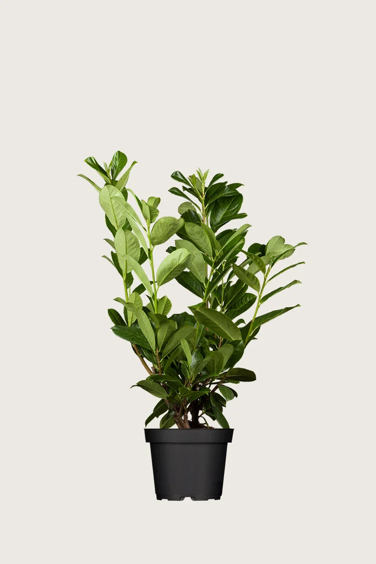 Laurbærkirsebær Rotundifolia 100cm Forgrenet | Plantinavia