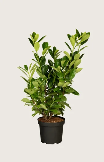 Laurbærkirsebær Rotundifolia 125cm Forgrenet | Plantinavia