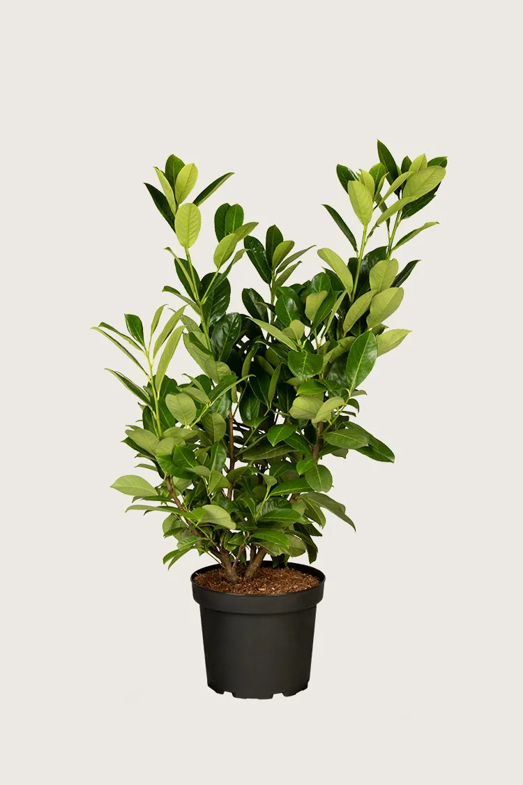Laurbærkirsebær Rotundifolia 125cm Forgrenet | Plantinavia