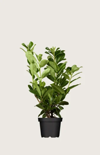 Laurbærkirsebær Rotundifolia 60cm Forgrenet | Plantinavia