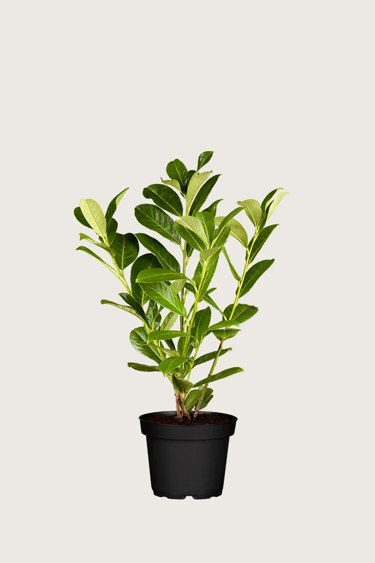 Laurbærkirsebær Rotundifolia 40cm Outlet | Plantinavia