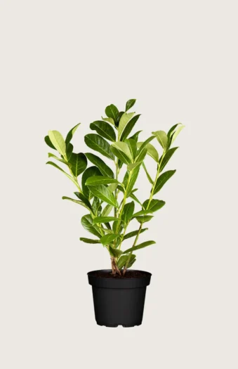 Laurbærkirsebær Rotundifolia 80cm Outlet | Plantinavia