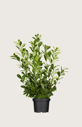 Laurbærkirsebær Rotundifolia 100cm Vel forgrenet | Plantinavia