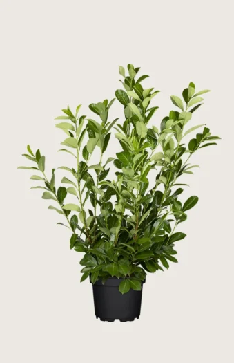 Laurbærkirsebær Rotundifolia 200cm Vel forgrenet | Plantinavia