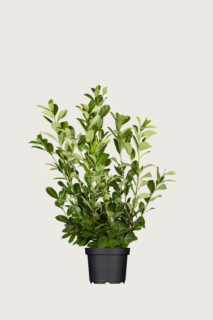 Laurbærkirsebær Rotundifolia 80cm Vel forgrenet | Plantinavia