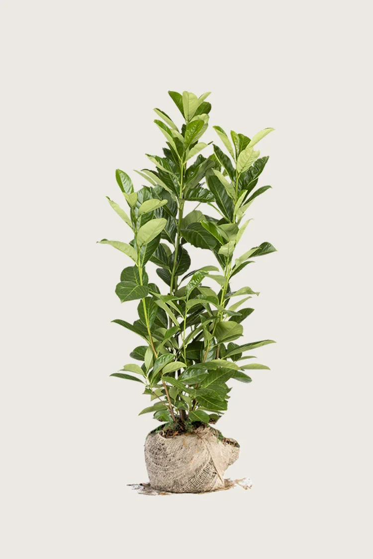 Laurbærkirsebær Rotundifolia 175cm Forgrenet | Plantinavia