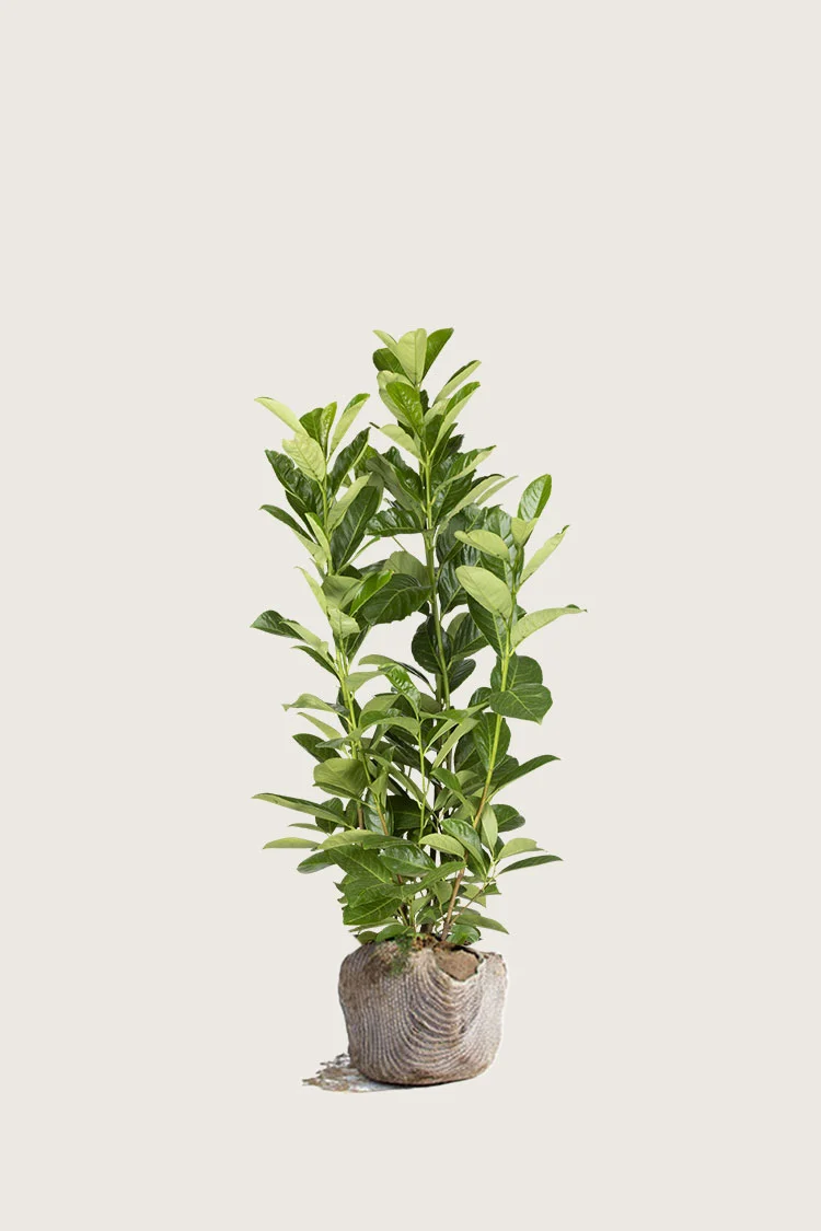 Laurbærkirsebær Rotundifolia 80cm Forgrenet | Plantinavia