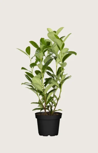 Laurbærkirsebær Rotundifolia 250cm Outlet | Plantinavia