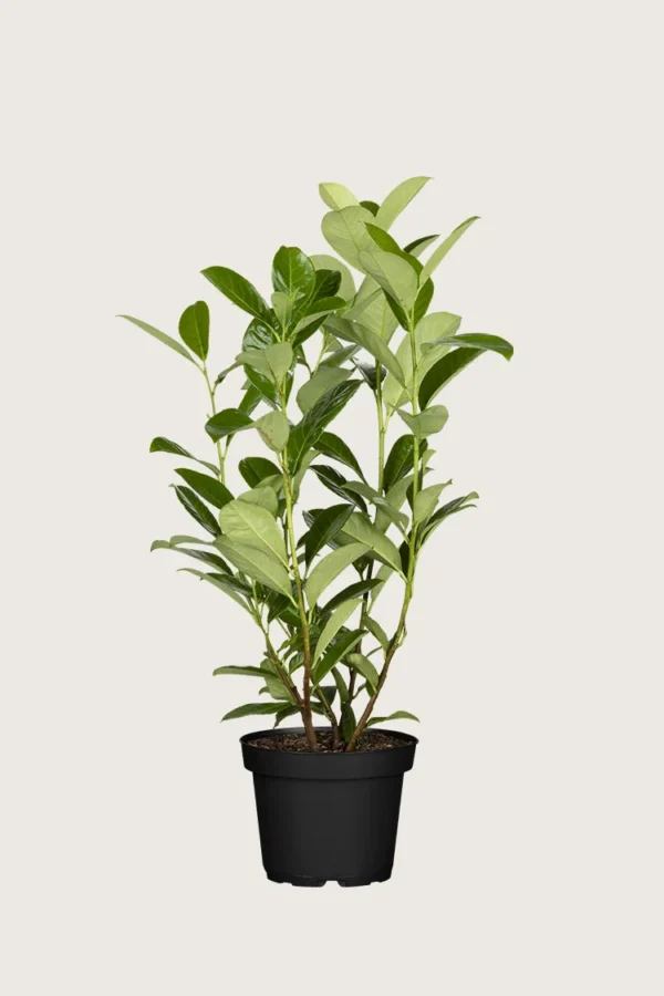 Laurbærkirsebær Rotundifolia 250cm Outlet | Plantinavia