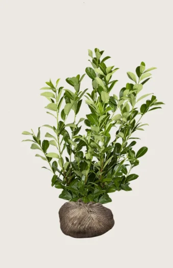 Laurbærkirsebær Rotundifolia 150cm Vel forgrenet | Plantinavia