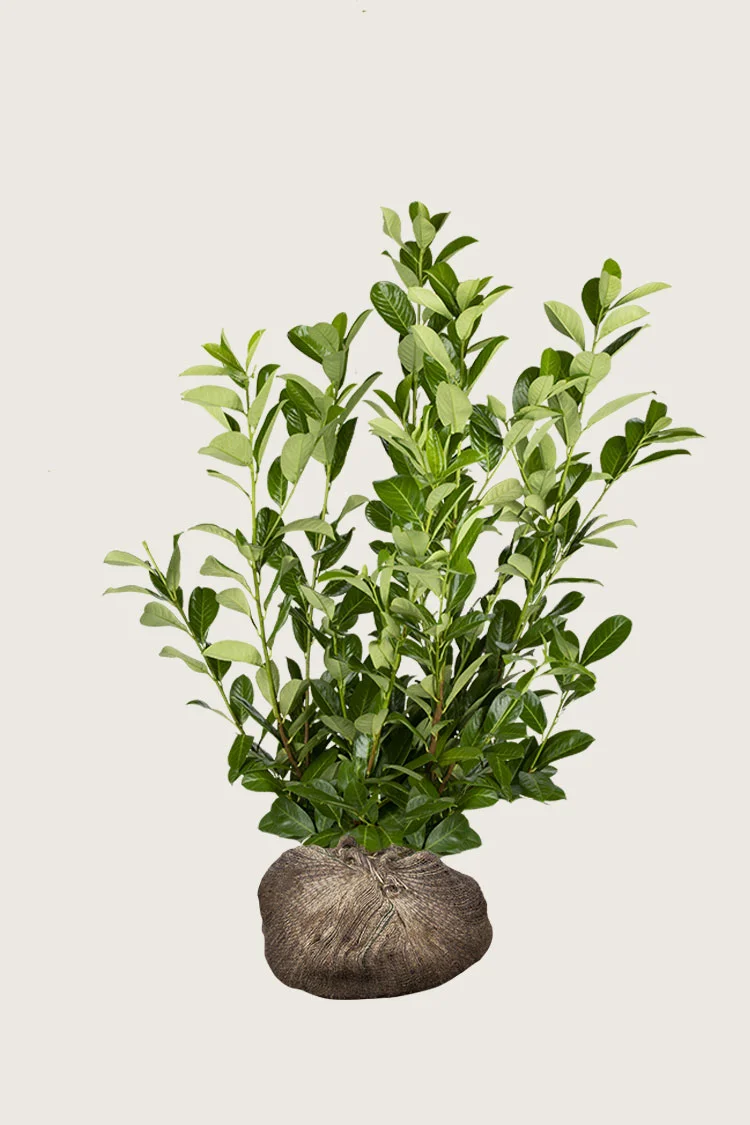 Laurbærkirsebær Rotundifolia 175cm Vel forgrenet | Plantinavia