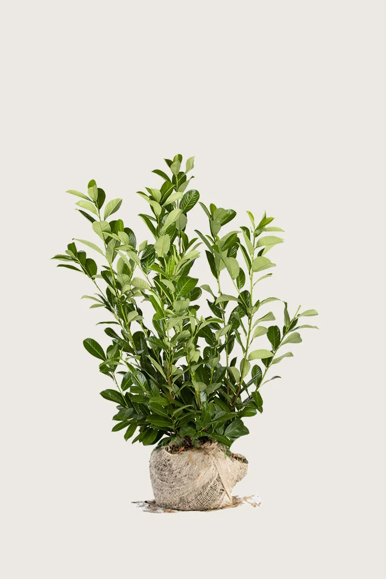 Laurbærkirsebær Rotundifolia 40cm Vel forgrenet | Plantinavia