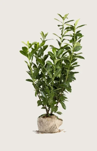 Laurbærkirsebær Rotundifolia 500cm Vel forgrenet | Plantinavia