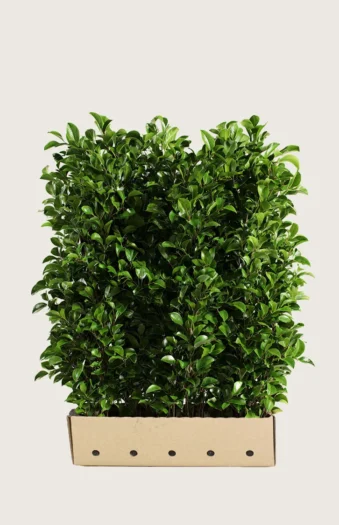 Laurbærkirsebær Titan 200cm Vel forgrenet | Plantinavia