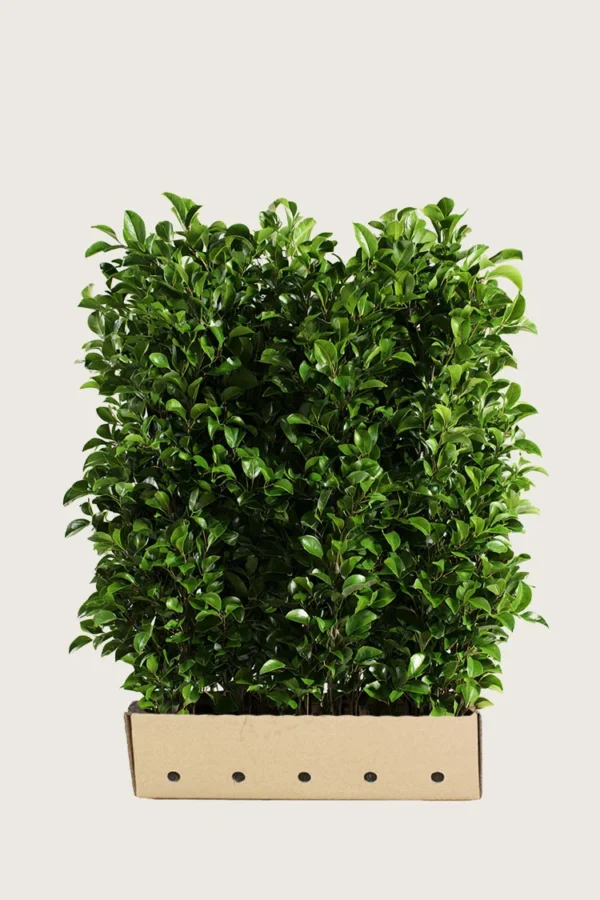 Laurbærkirsebær Titan 200cm Vel forgrenet | Plantinavia