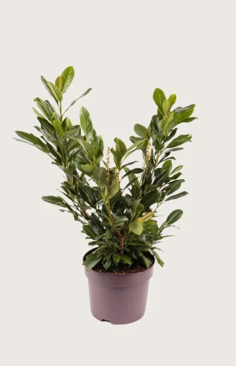 Laurbærkirsebær Titan 175cm Forgrenet | Plantinavia