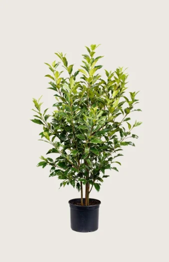 Laurbærkirsebær Titan 150cm Outlet | Plantinavia