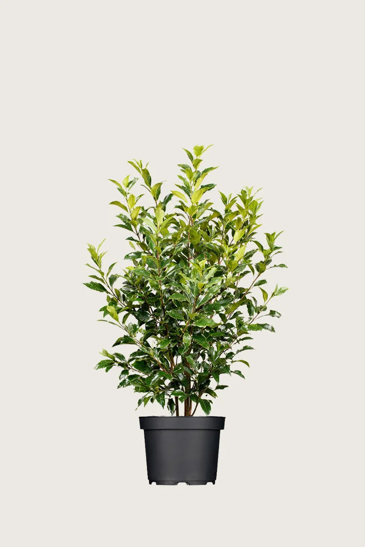 Laurbærkirsebær Titan 40cm Outlet | Plantinavia