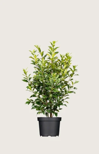 Laurbærkirsebær Titan 60cm Outlet | Plantinavia