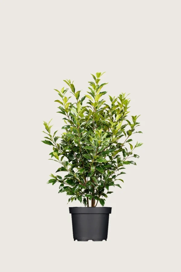 Laurbærkirsebær Titan 60cm Outlet | Plantinavia