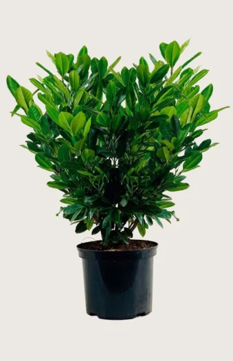 Laurbærkirsebær Titan 150cm Vel forgrenet | Plantinavia