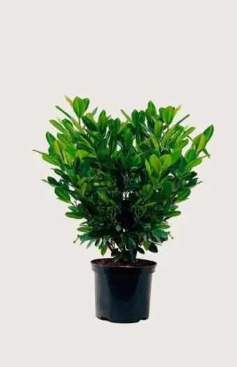 Laurbærkirsebær Titan 80cm Vel forgrenet | Plantinavia