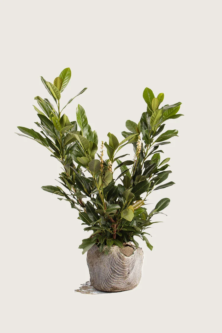 Laurbærkirsebær Titan 125cm Forgrenet | Plantinavia