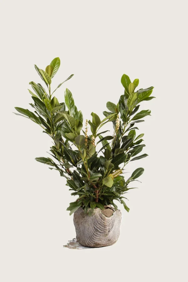 Laurbærkirsebær Titan 150cm Forgrenet | Plantinavia