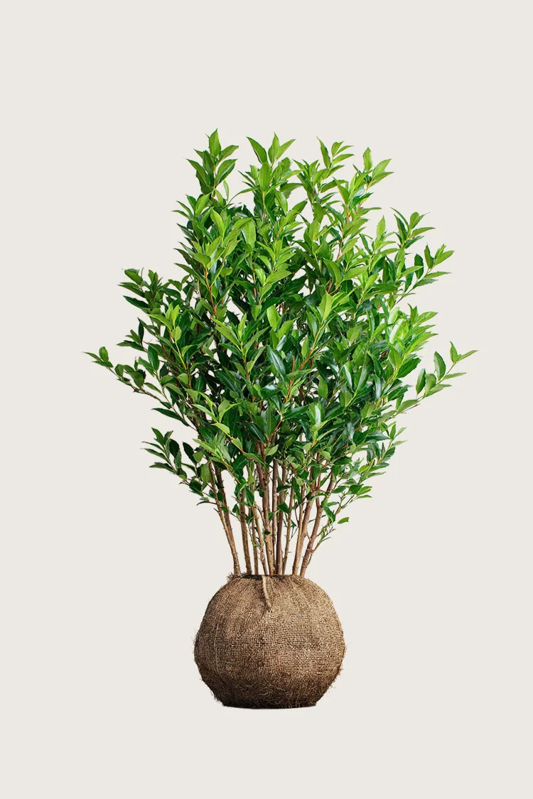 Laurbærkirsebær Titan 125cm Outlet | Plantinavia
