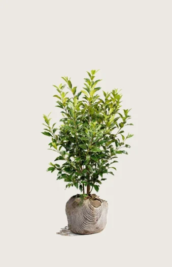 Laurbærkirsebær Titan 80cm Outlet | Plantinavia