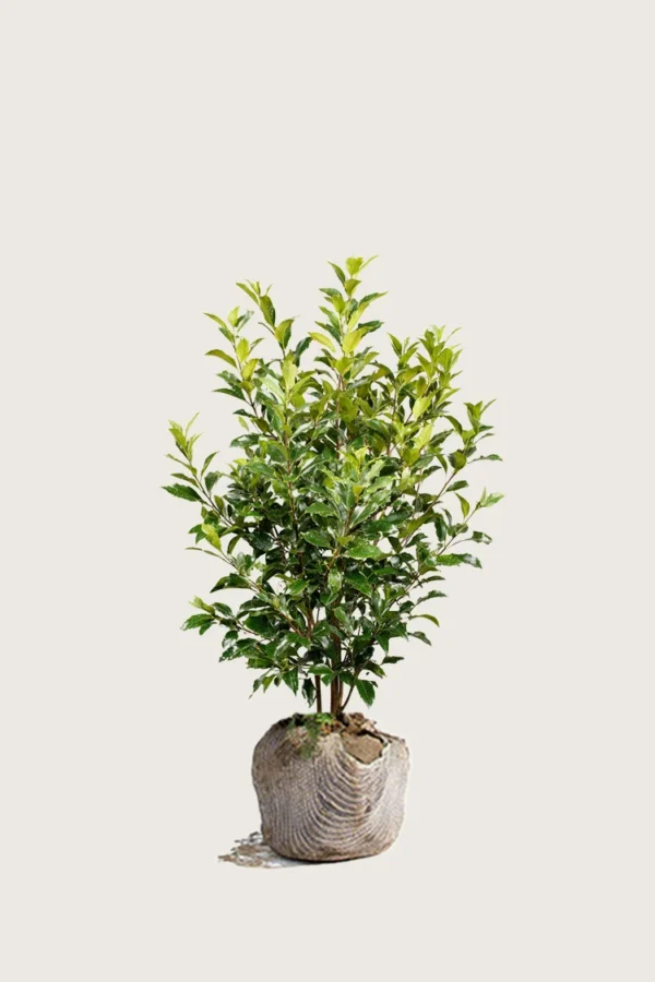 Laurbærkirsebær Titan 80cm Outlet | Plantinavia