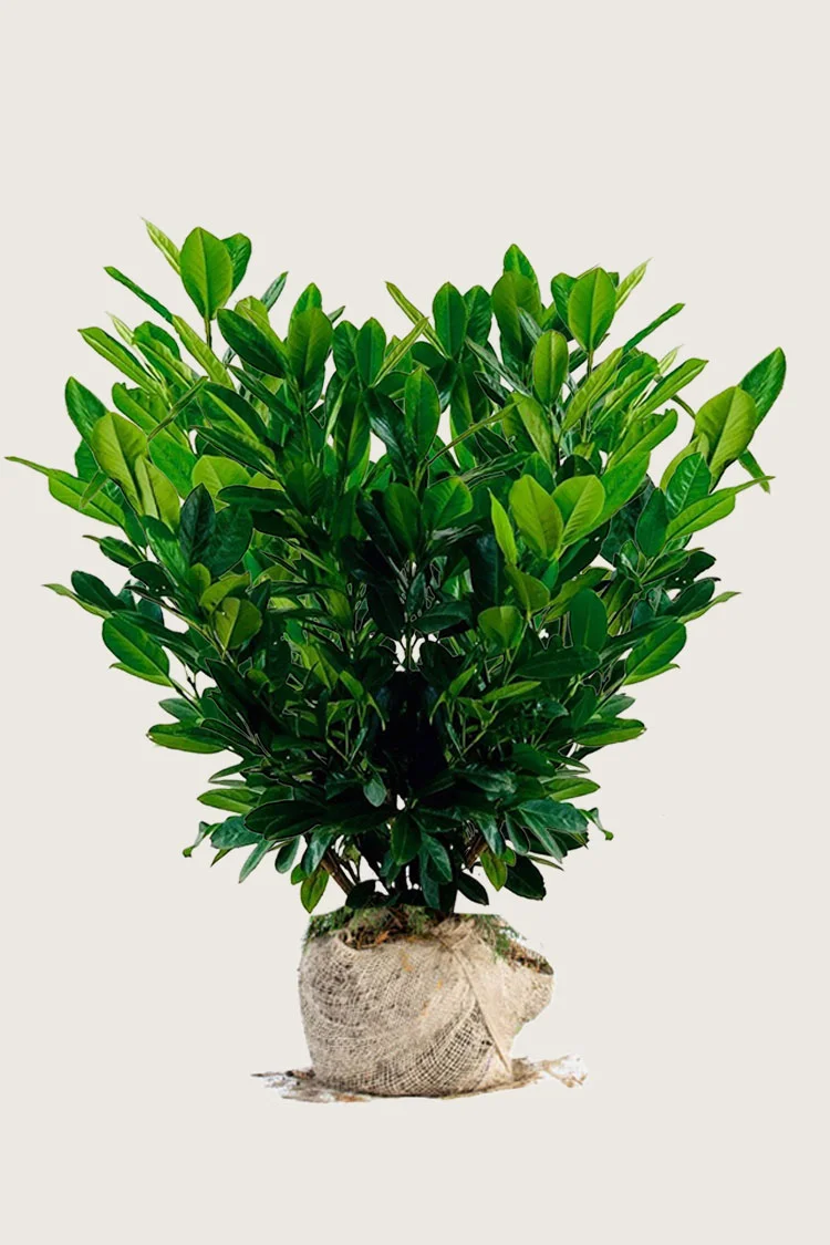 Laurbærkirsebær Titan 125cm Vel forgrenet | Plantinavia