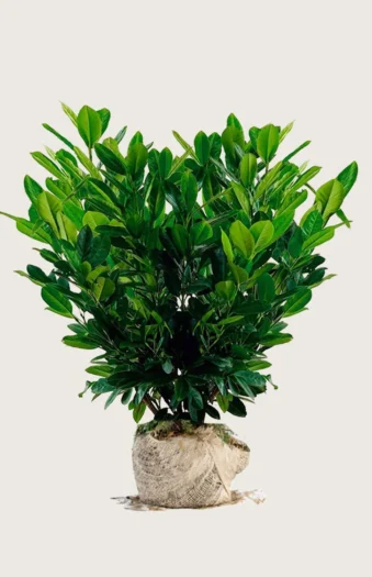 Laurbærkirsebær Titan 150cm Vel forgrenet | Plantinavia