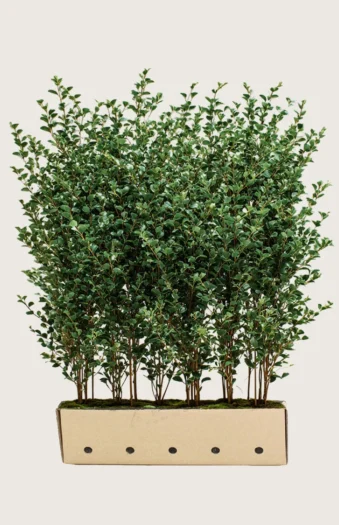 Liguster liga 200cm Vel forgrenet | Plantinavia