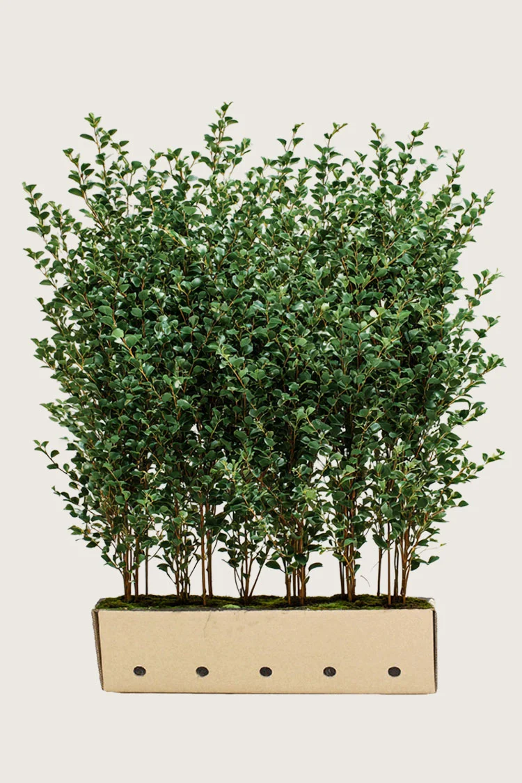 Liguster liga 200cm Vel forgrenet | Plantinavia