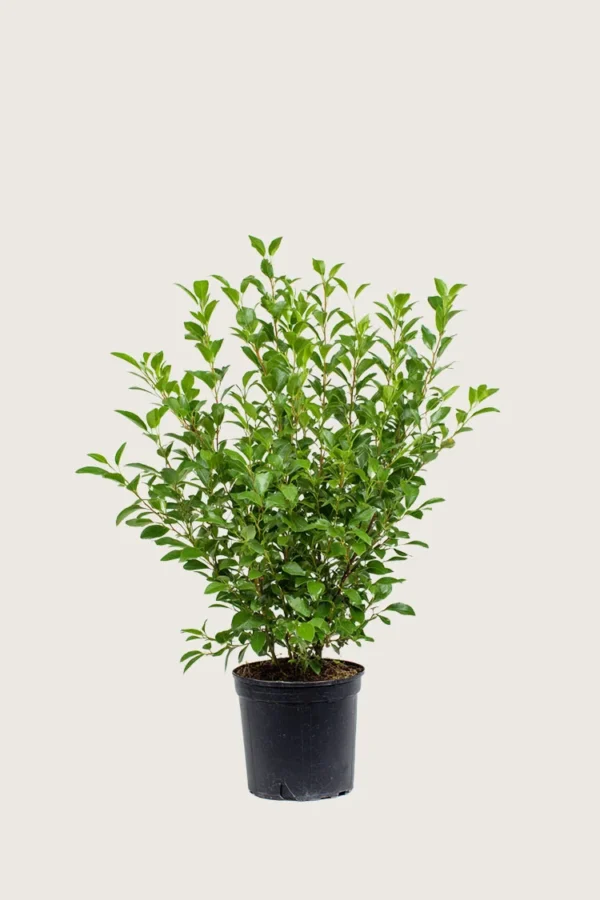 Liguster liga 100cm Forgrenet | Plantinavia