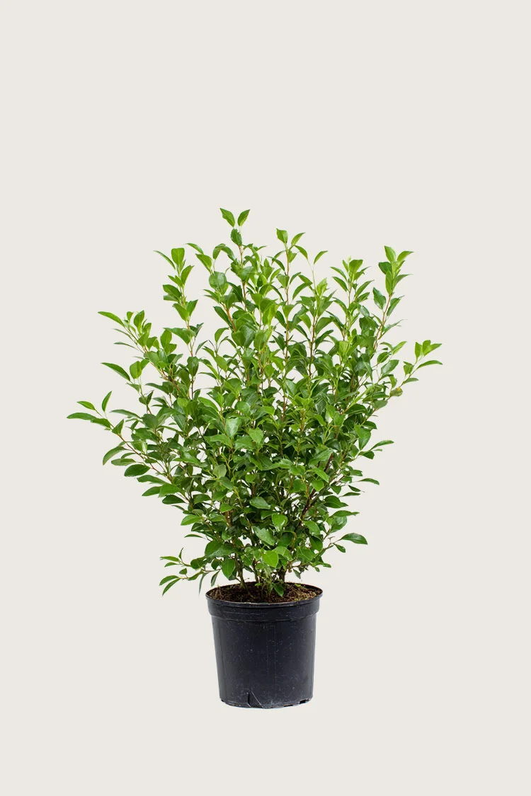 Liguster liga 100cm Forgrenet | Plantinavia
