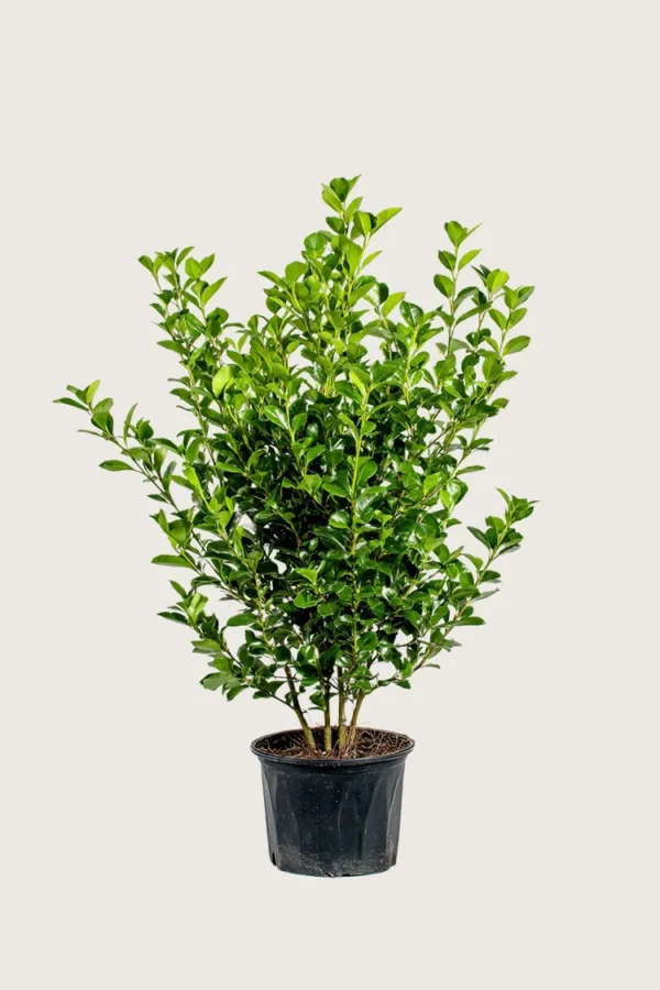 Liguster liga 125cm Forgrenet | Plantinavia