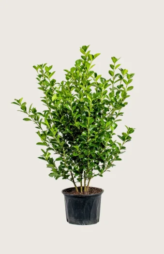 Liguster liga 150cm Forgrenet | Plantinavia