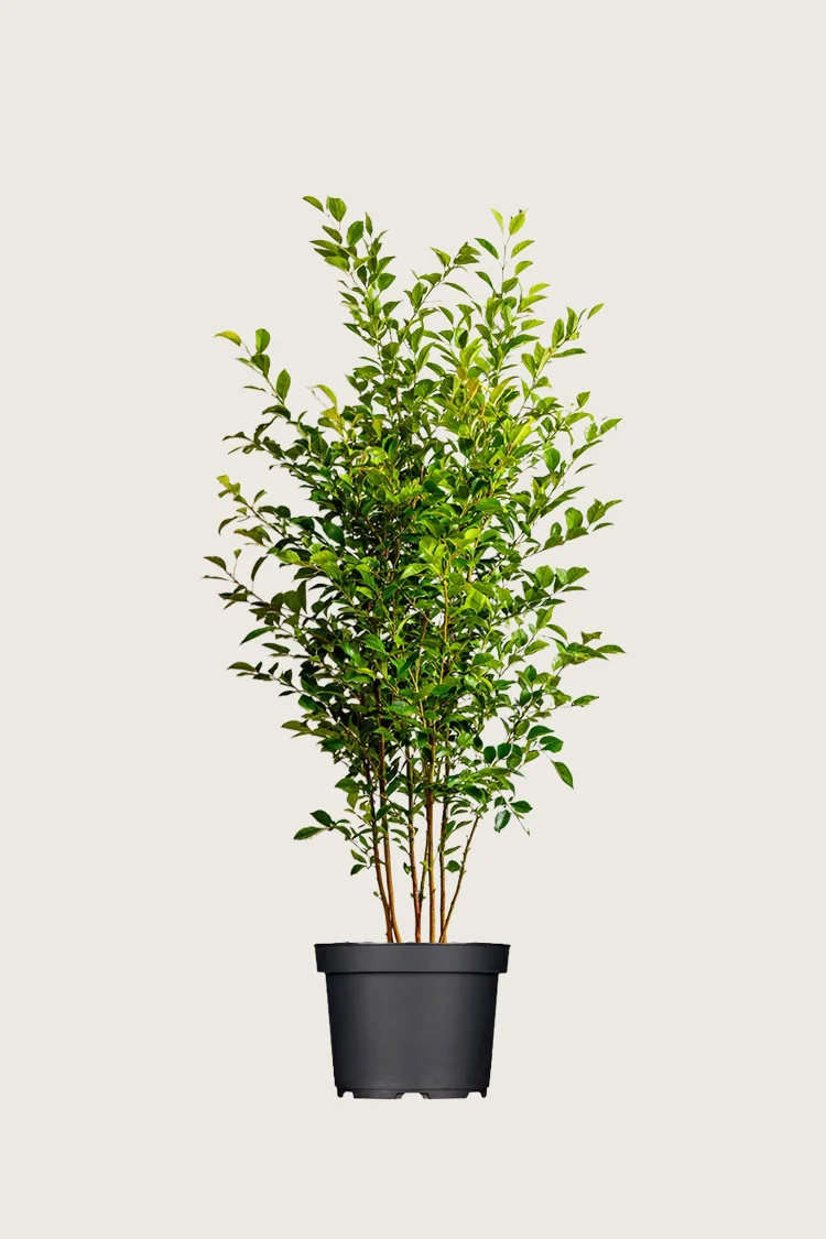 Liguster liga 150cm Outlet | Plantinavia
