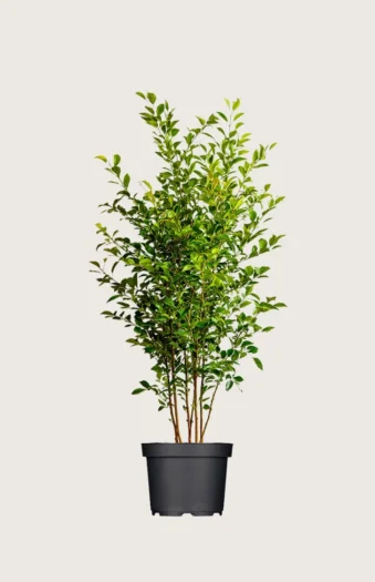 Liguster liga 175cm Outlet | Plantinavia