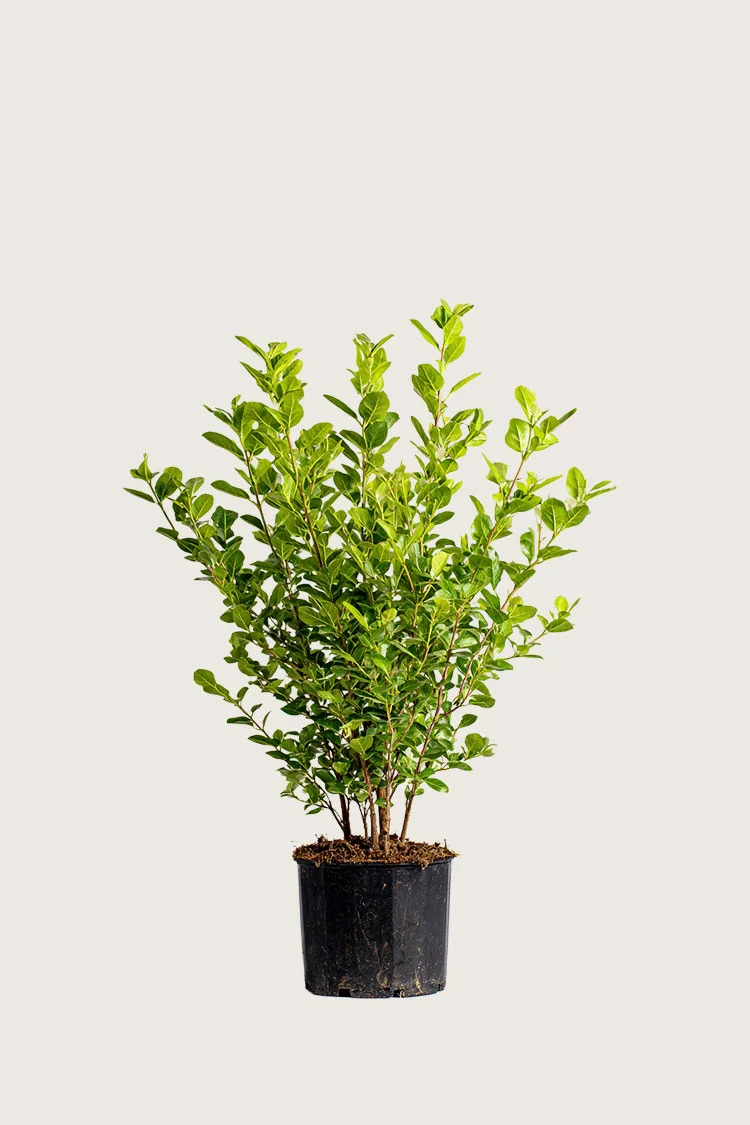 Liguster liga 40cm Outlet | Plantinavia