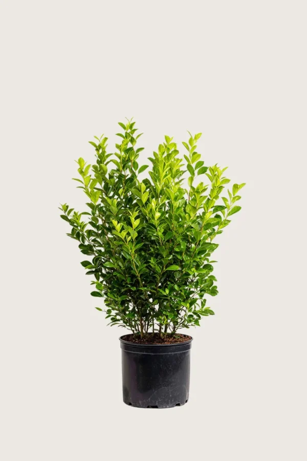 Liguster liga 100cm Vel forgrenet | Plantinavia